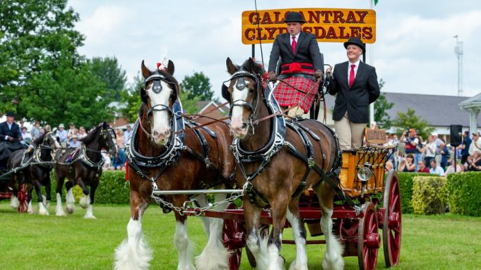 Clydesdale — der temperamentvolle Riese